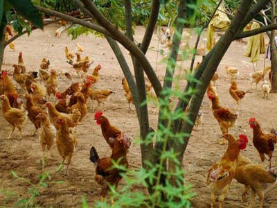 饲养环境